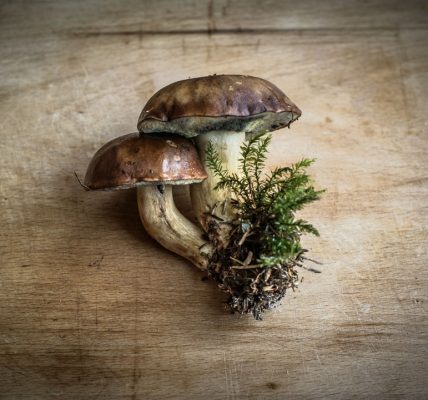 Photo Mushroom lamp
