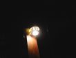 Photo LED flashlight